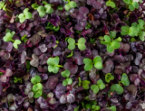 Radish Microgreens Mix Seeds 1kg