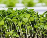 Mustard Wasabi Microgreens Seeds 1kg