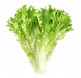 Forbes F1 Endive Seeds 5.000 pills