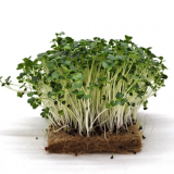 BIO Red Komatsuna Microgreens Seeds 500g