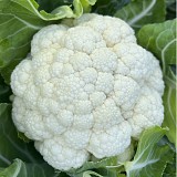 Karen Cauliflower Seeds 2500 seeds