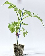 Kronosor Rootstock Tomato Seeds 1.000 seeds