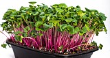 Radish Rose Microgreens Seeds 1kg