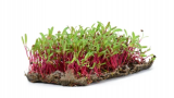 Red Beet Microgreens Seeds 1kg