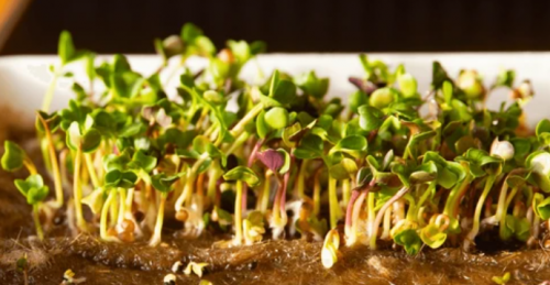 MICROGREENS-SPROUTS - Chickpea Microgreens Seeds 10kg - 10kg seeds