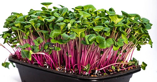 MICROGREENS-SPROUTS - Radish Rose Microgreens Seeds 1kg - 1 Kg seeds