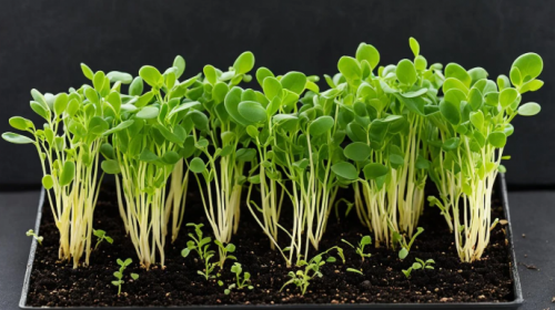 MICROGREENS-SPROUTS - Fava Bean Microgreens Seeds 5kg - 5 Kg. seeds