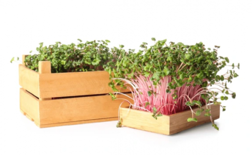 MICROGREENS-SPROUTS - BIO Radish Rose Microgreens Seeds 1kg - 1kg seeds