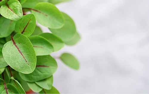 MICROGREENS-SPROUTS - Sorrel Red Microgreens Seeds 50g - 50g seeds