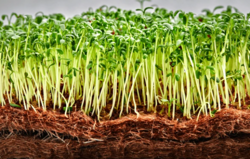MICROGREENS-SPROUTS - Adzuki Red Bean Microgreens Seeds - 2.5kg seeds