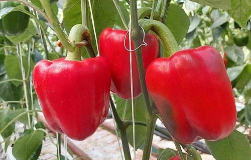 GREEN-RED - Sensei Pepper Seeds 500 seeds - 500 seeds
