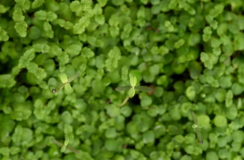 MICROGREENS-SPROUTS - Lemon Balm Microgreens Seeds 100g - 100g seeds