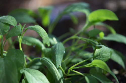 MICROGREENS-SPROUTS - Sage Microgreens Seeds 250g - 250g seeds