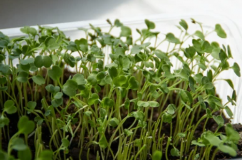 MICROGREENS-SPROUTS - Arugula Microgreens Seeds 1kg - 1kg seeds