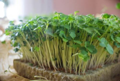 MICROGREENS-SPROUTS - Tagette Pink Microgreens Seeds 250g - 250g seeds