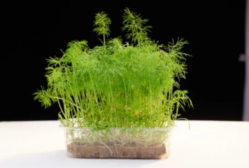 MICROGREENS-SPROUTS - Dill Microgreens Seeds 1kg - 1kg seeds