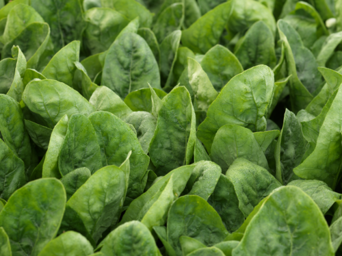 SPINACH SEEDS - El Hayat Spinach Seeds 500.000 seeds - 500000 seeds