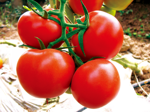 BEEF - Dafnis Tomato Seeds 1000 seeds - 1000 seeds