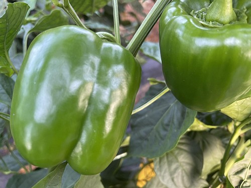 GREEN-RED - Defender Pepper Seeds 500 seeds - 500 seeds