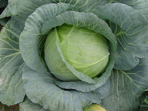 WHITE - Orhid Cabbage Seeds 2500 seeds - 2500 seeds