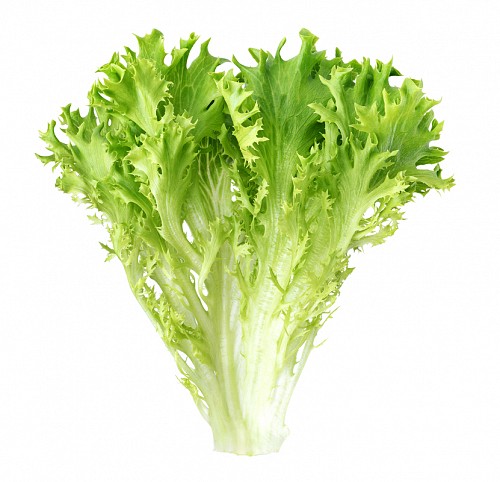 ENDIVE SEEDS - Forbes Endive Pills 5.000 pills - 5000 seeds