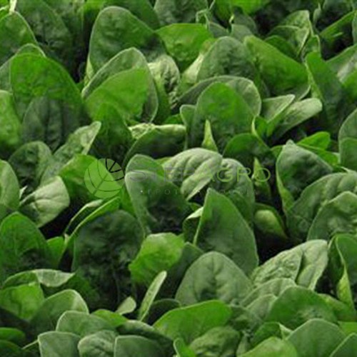 SPINACH SEEDS - Acosta Spinach Seeds 500.000 seeds - 500000 seeds