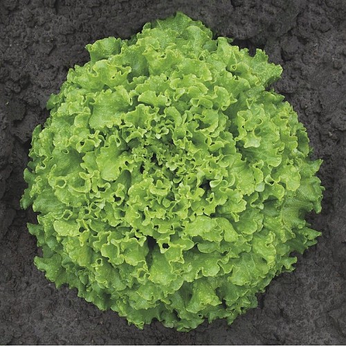 BATAVIA - Fragola Lettuce Seeds Batavia 5.000 pills - 5000 seeds