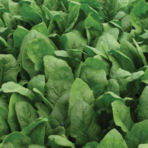 SPINACH SEEDS - Anlani Spinach Seeds 100.000 seeds - 100000 seeds