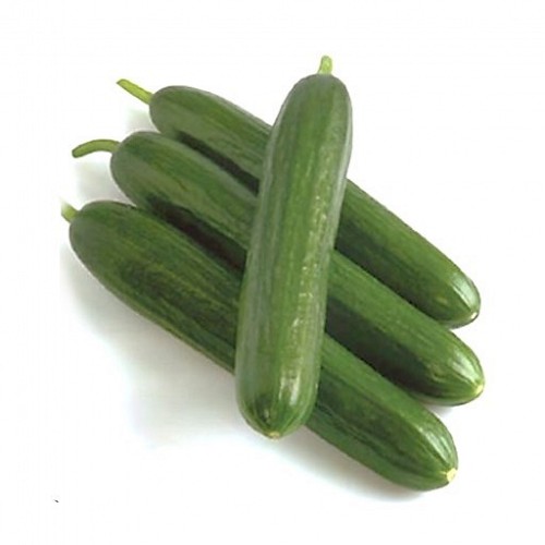 SHORT - Deluks Cucumber Seeds 500 seeds - 500 seeds