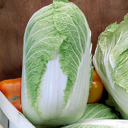 CHINESE CABBAGE SEEDS - Sprinkin Chinese Cabbage Seeds 2500 seeds - 2500 seeds