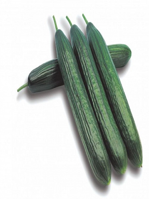 LONG - Aiolos Cucumber Seeds 500 seeds - 500 seeds