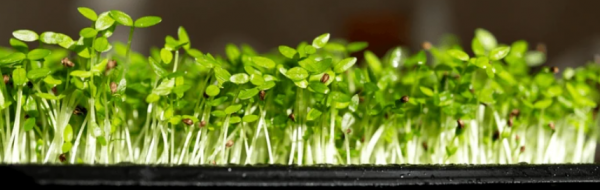 Celery Microgreens Seeds 500g