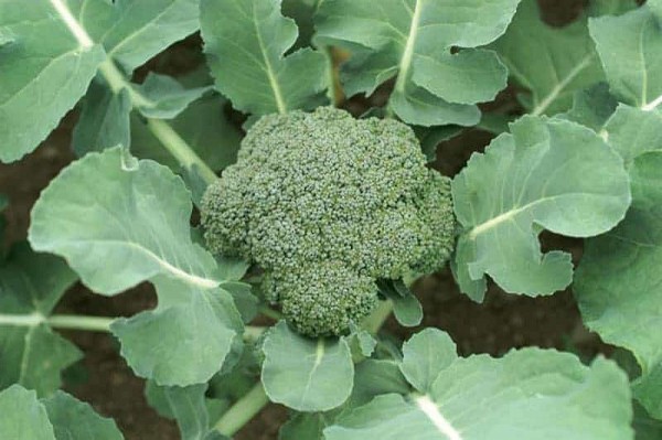 Mclaren Broccoli Seeds 2500 seeds