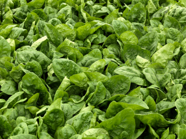 El Giga Spinach Seeds