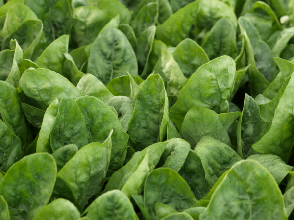 El Hayat Spinach Seeds 100.000 seeds