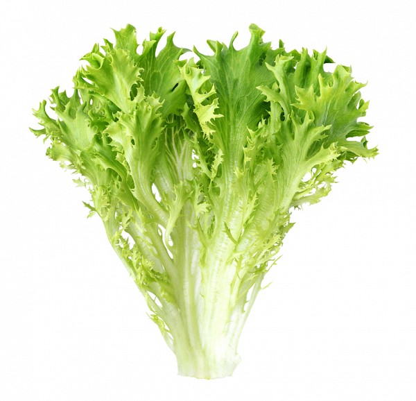 Forbes Endive Pills 5.000 pills