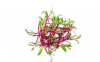 Bulls Blood Beet Microgreens Seeds 1kg