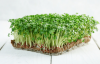 Basil Italian Microgreens Seeds 500g