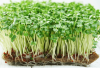 Basil Italian Microgreens Seeds 500g