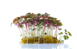 Perilla Red Shiso Microgreens Seeds 25g