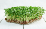Basil Italian Microgreens Seeds 500g