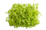 Tagette Citron Microgreens Seeds 100g
