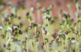 Kale Red Microgreens Seeds 500g