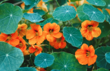 Nasturtium Dark Selection 500g