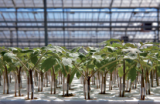 Maxifort Rootstock Seeds 1000 seeds