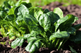 Alexandra F1 Spinach Seeds 50000 seeds