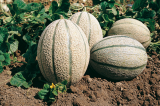 Brennus F1 Melon Seeds 250 seeds