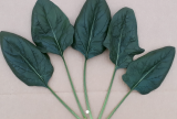 SP2945 F1 Spinach Seeds