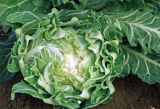 Vedis Cauliflower Seeds