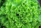 Melvine Lettuce Seeds 5000 Seeds